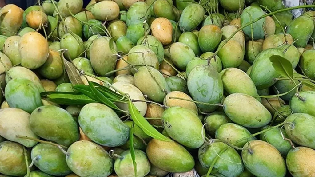 ভারত, পাকিস্তানসহ ৫ দেশের রাষ্ট্র ও সরকারপ্রধানদের কাছে পাঠানো হচ্ছে আম ভারত, পাকিস্তানসহ ৫ দেশের রাষ্ট্র ও সরকারপ্রধানদের কাছে পাঠানো হচ্ছে আম