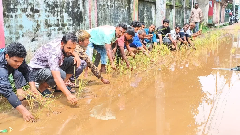 সড়কে ধান রোপণ করে এলাকাবাসীর প্রতিবাদ সড়কে ধান রোপণ করে এলাকাবাসীর প্রতিবাদ
