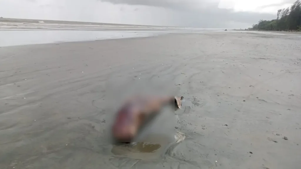 কুয়াকাটা সৈকতে ভেসে এলো মৃত ইরাবতী ডলফিন