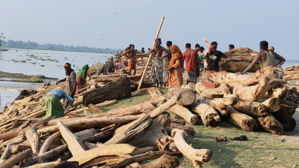 ভারত থেকে ভেসে আসা গুঁড়ি বিক্রি হচ্ছে ‘চন্দন কাঠ’ নামে ভারত থেকে ভেসে আসা গুঁড়ি বিক্রি হচ্ছে ‘চন্দন কাঠ’ নামে
