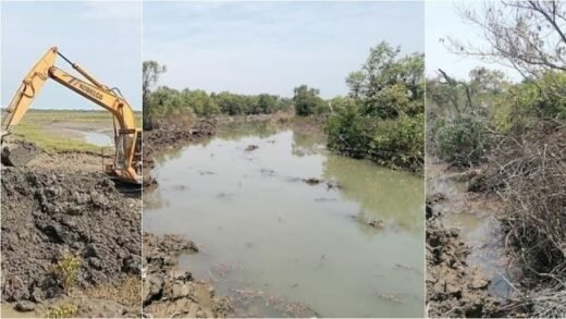 দলমত নির্বিশেষে ভাগ হলো সোনাদিয়ার প্যারাবন