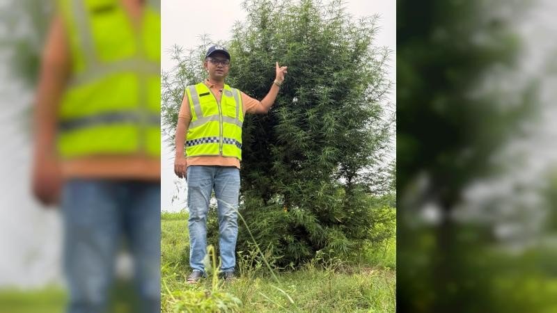 ভূরুঙ্গামারীতে মরিচ ক্ষেতে গাঁজার চাষ, ১০ ফুট উচ্চতার গাঁজার গাছ জব্দ