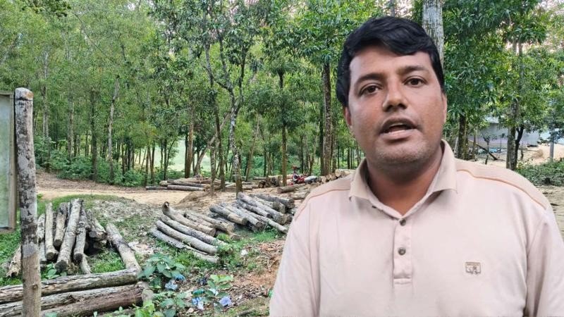 বুড়িচংয়ে সরকারি গাছ কাটার অভিযোগ