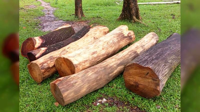 ঝিনাইগাতীতে অংশীদারদের ২ লক্ষাধিক টাকার গাছ কেটে নেওয়ার অভিযোগ