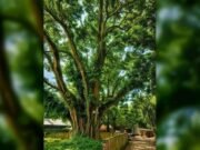 শতবর্ষী বটগাছ রক্ষার দাবি সোয়ানের, জেলা প্রশাসকের উদ্যোগ গ্রহণ