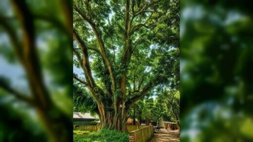 শতবর্ষী বটগাছ রক্ষার দাবি সোয়ানের, জেলা প্রশাসকের উদ্যোগ গ্রহণ