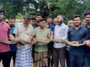 দীঘিনালায় ৮ ফুটের বার্মিজ অজগর উদ্ধার, সচেতনতায় প্রশংসিত স্থানীয়ররা