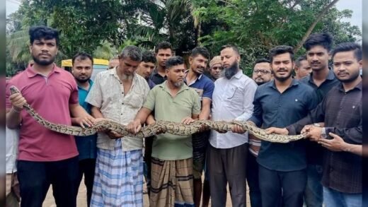 দীঘিনালায় ৮ ফুটের বার্মিজ অজগর উদ্ধার, সচেতনতায় প্রশংসিত স্থানীয়ররা