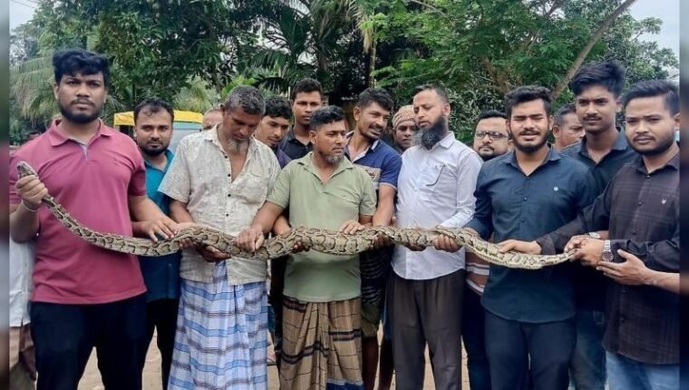 দীঘিনালায় ৮ ফুটের বার্মিজ অজগর উদ্ধার, সচেতনতায় প্রশংসিত স্থানীয়ররা