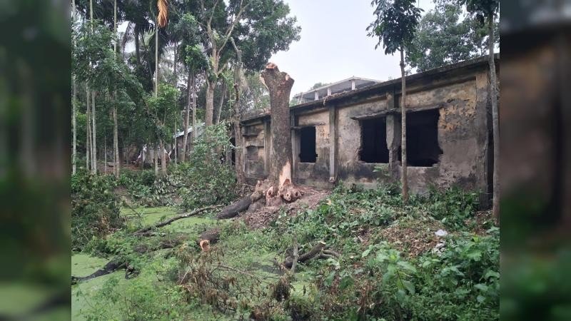 নিজের জমির গাছ কাটতে বাধার মুখে বিএনপি নেতা মন্টু- পেয়েছেন প্রাণনাশের হুমকি