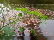 লোকসানে পেঁয়াজ বিক্রি করে দিশেহারা কৃষক, ডোবায় ফেলে প্রতিবাদ 