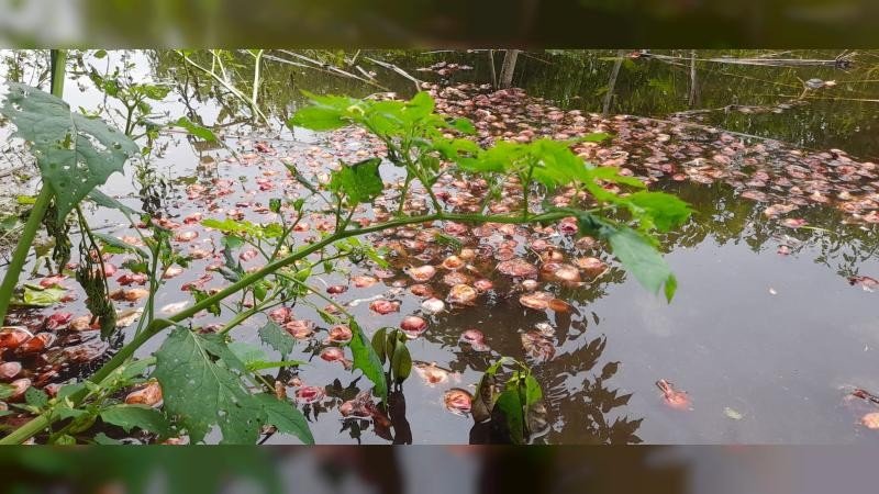 লোকসানে পেঁয়াজ বিক্রি করে দিশেহারা কৃষক, ডোবায় ফেলে প্রতিবাদ 