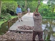 রডের বদলে বাঁশের কঞ্চি: অভিযোগের পর আগৈলঝাড়ায় ভাঙা হলো আয়রন ব্রিজ