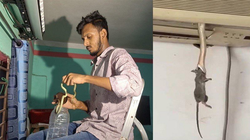 একের পর এক এসি থেকে সাপ উদ্ধার: আতঙ্ক নয়, জানুন কারণ