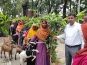ভূরুঙ্গামারীতে দুঃস্থ্য পরিবারের মধ্যে কৃষি উপকরণ বিতরণ