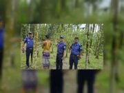 সুপারি বাগানের আড়ালে গাঁজা চাষ, চারটি গাছ জব্দ