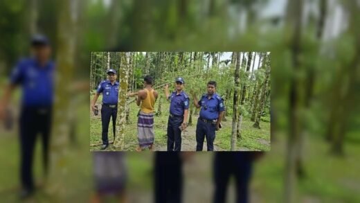সুপারি বাগানের আড়ালে গাঁজা চাষ, চারটি গাছ জব্দ