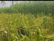 রাতের আঁধারে ভেঙে গেল কৃষকের স্বপ্ন
