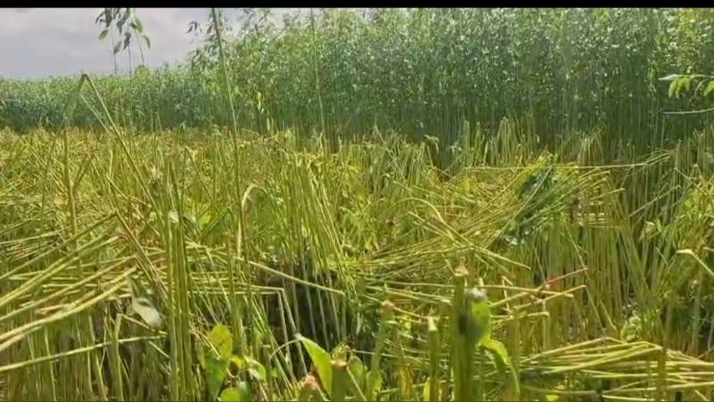রাতের আঁধারে ভেঙে গেল কৃষকের স্বপ্ন