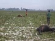 নালিতাবাড়ীতে বিদ্যুৎস্পৃষ্ট হয়ে ৫ গরুর মৃত্যু