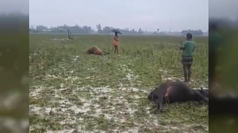 নালিতাবাড়ীতে বিদ্যুৎস্পৃষ্ট হয়ে ৫ গরুর মৃত্যু