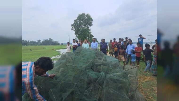 গোপালপুরের ডগা বিলে অভিযান, এক হাজার মিটার অবৈধ চায়না জাল জব্দ