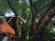 কুমিল্লায় বিএনপি নেতাদের বিরুদ্ধে শতবর্ষী বটগাছ কাটার অভিযোগ