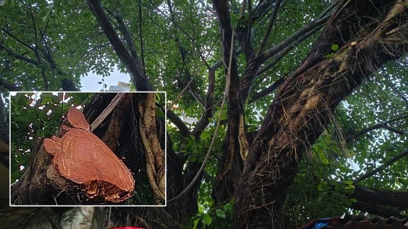 কুমিল্লায় বিএনপি নেতাদের বিরুদ্ধে শতবর্ষী বটগাছ কাটার অভিযোগ