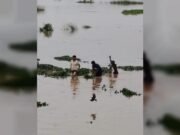 কুমিল্লা গোমতীর পানি বৃদ্ধি, চরাঞ্চলে ফসলের ক্ষতি
