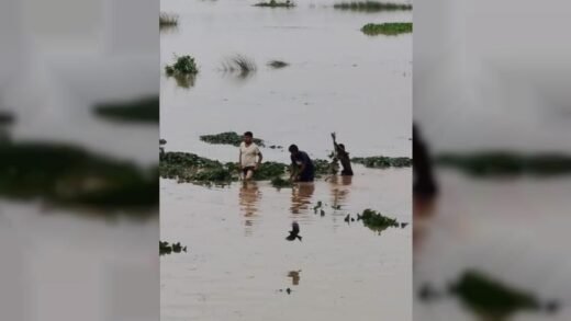 কুমিল্লা গোমতীর পানি বৃদ্ধি, চরাঞ্চলে ফসলের ক্ষতি