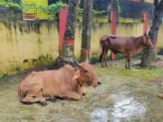 শেরপুরে মহাসড়কে ট্রাক থামিয়ে গরু ডাকাতি