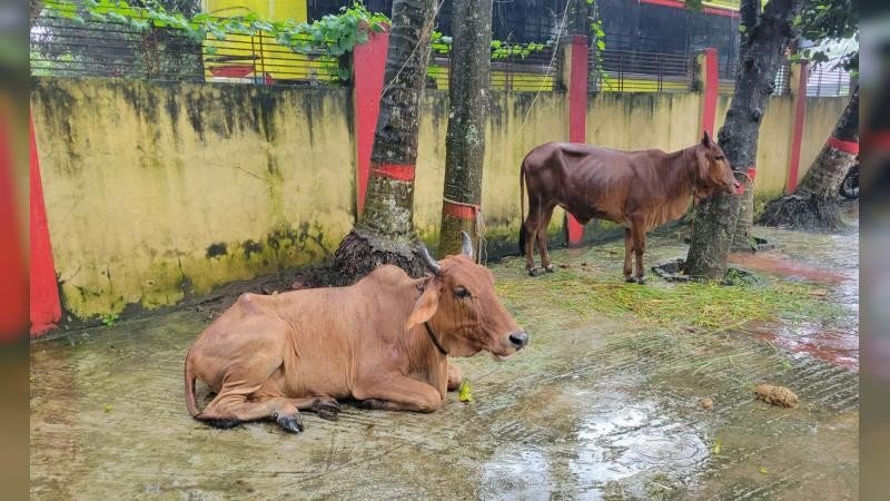 শেরপুরে মহাসড়কে ট্রাক থামিয়ে গরু ডাকাতি