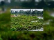পাটের আঁশ ছাড়ানোর আগেই নদীগর্ভে কৃষকের স্বপ্ন; সরকারি সহায়তার দাবি
