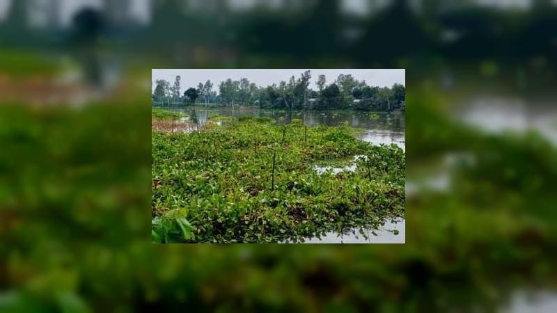 পাটের আঁশ ছাড়ানোর আগেই নদীগর্ভে কৃষকের স্বপ্ন; সরকারি সহায়তার দাবি