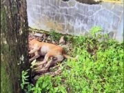 শেরপুরে পাগলা কুকুরের কামড়ে শিশুসহ আহত ২৯