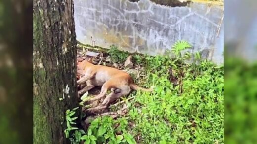 শেরপুরে পাগলা কুকুরের কামড়ে শিশুসহ আহত ২৯