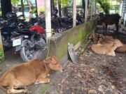 ভূরুঙ্গামারীতে ভারতীয় গরু সন্দেহে গরুসহ ৪ ব‍্যক্তি আটক