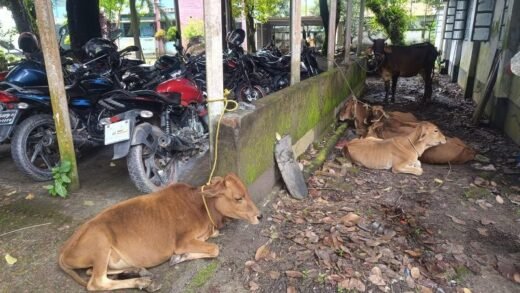 ভূরুঙ্গামারীতে ভারতীয় গরু সন্দেহে গরুসহ ৪ ব‍্যক্তি আটক