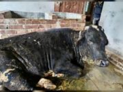 লালপুরে লাম্পি স্কিন ডিজিজ রোগের প্রকোপে দিশাহারা গরু খামারিরা
