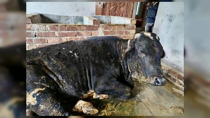 লালপুরে লাম্পি স্কিন ডিজিজ রোগের প্রকোপে দিশাহারা গরু খামারিরা