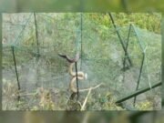 সিরাজগঞ্জে সাপের কামড়ে জেলের মৃত্যু
