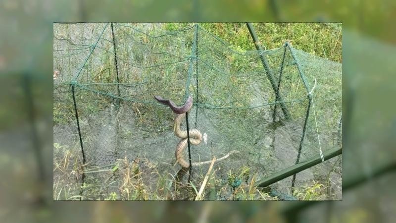 সিরাজগঞ্জে সাপের কামড়ে জেলের মৃত্যু