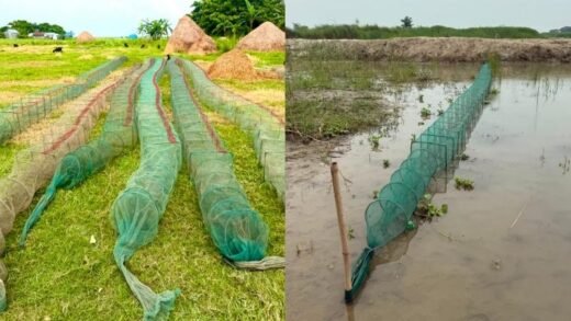 ফরিদপুরে বাড়ছে নিষিদ্ধ ‘চায়না দুয়ারি’র দৌরাত্ম্য, নিয়মিত অভিযানের অভাবে হুমকিতে দেশীয় মাছ