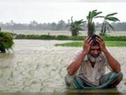 টানা বৃষ্টিতে বরিশালের ৪১ হাজার কৃষক ক্ষতিগ্রস্ত, তলিয়েছে আমন বীজতলা