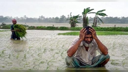 টানা বৃষ্টিতে বরিশালের ৪১ হাজার কৃষক ক্ষতিগ্রস্ত, তলিয়েছে আমন বীজতলা