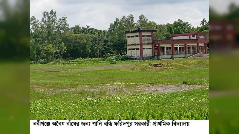 নবীগঞ্জে বাঁধ নির্মান করে ৫০ একর ফসলি জমি ও সরকারী প্রাথমিক স্কুল পানি বন্ধি