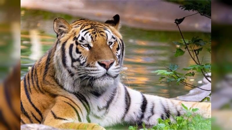 সুন্দরবনে বাড়ল বাঘের সংখ্যা, নতুন আশা সংরক্ষণ কার্যক্রমে