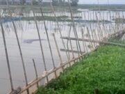 নবীগঞ্জে প্রবাসীর জমিতে অবৈধ বালু উত্তোলন, ১৪৪ ধারা অমান্য করে কাজ চলমান