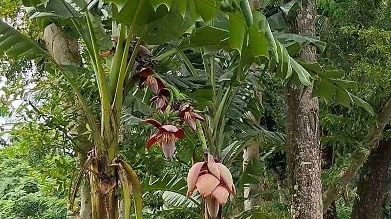 কলা গাছে ‘শেষ জামানার আলামত’