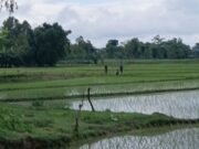 সীমান্তে বিএসএফের খুঁটি স্থাপনের চেষ্টা, অতঃপর...